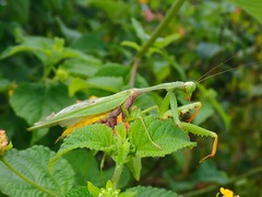 Hierodula rufomaculata