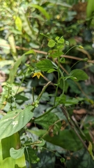 Lysimachia capillipes