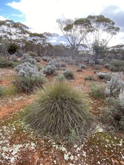 Lomandra effusa