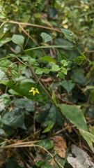 Lysimachia capillipes