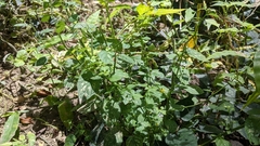 Lysimachia capillipes