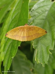 Heterolocha coccinea
