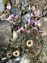 Astragalus nutzotinensis