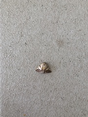 Eulepidotis julianata