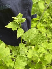 Cardamine leucantha