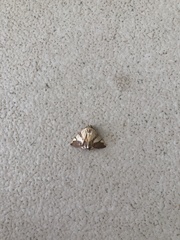 Eulepidotis julianata