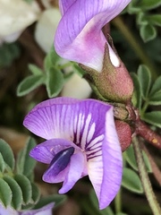 Astragalus nutzotinensis