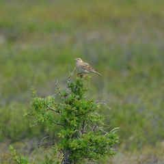 Alauda arvensis pekinensis