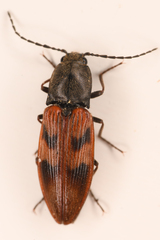 Stropenron nigricollis