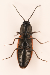 Stropenron nigricollis
