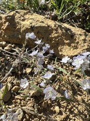 Phacelia pringlei