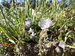 Phacelia pringlei