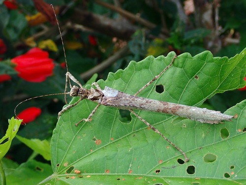 Pomposa moesta