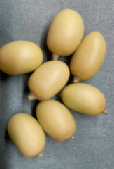 Azadirachta indica