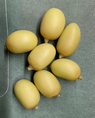 Azadirachta indica