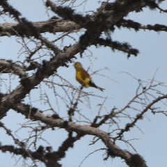 Chloris sinica kawarahiba