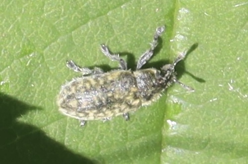 Nodding Thistle Receptacle Weevil photo 6