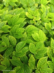 Elatostema parvum