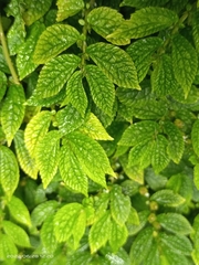 Elatostema parvum