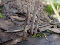 Clavulina tasmanica