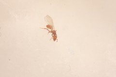 Strumigenys membranifera