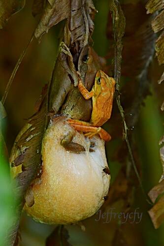 Spot-legged Tree Frog, photo 10 of 10