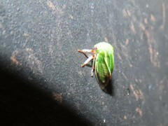 Tortistilus lateralis