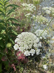 Daucus carota