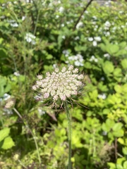 Daucus carota