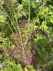 Daucus carota