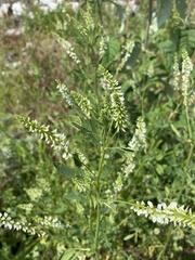 Melilotus albus