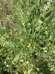 Melilotus albus