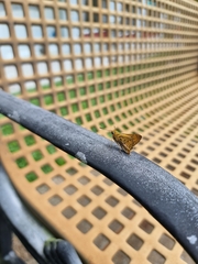 Cephrenes trichopepla