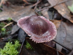 Mycena vinacea