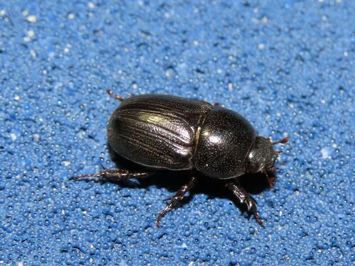 Sugarcane Beetle (Euetheola rugiceps) photo 3