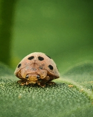 Epilachna varivestis