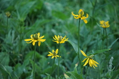 Rudbeckia californica
