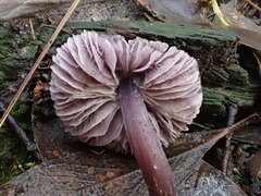Mycena vinacea