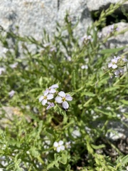 Cakile maritima