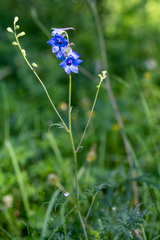 Delphinium laxiflorum