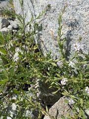 Cakile maritima