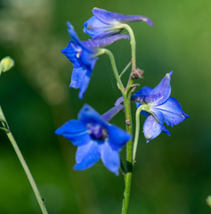 Delphinium laxiflorum