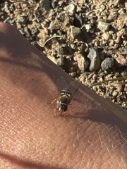Lapposyrphus