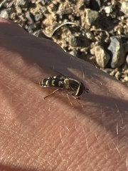 Lapposyrphus