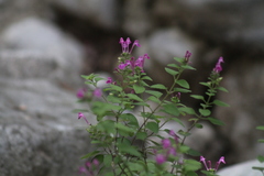 Scutellaria seleriana