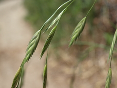 Bromus catharticus catharticus