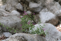 Scutellaria seleriana