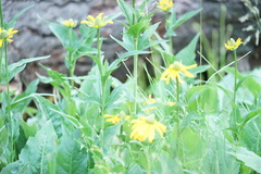 Rudbeckia californica