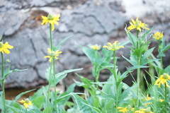 Rudbeckia californica
