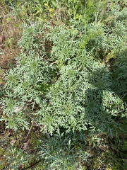Ambrosia chamissonis